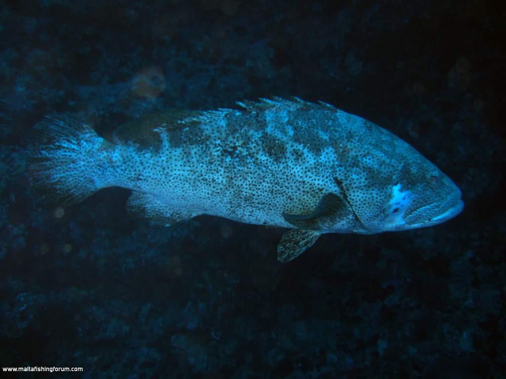 grouper red sea