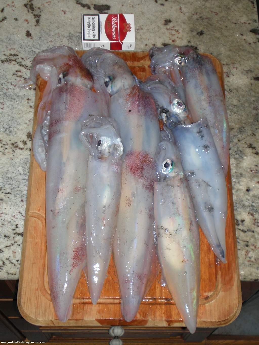 6 squids caught 15/02/2010