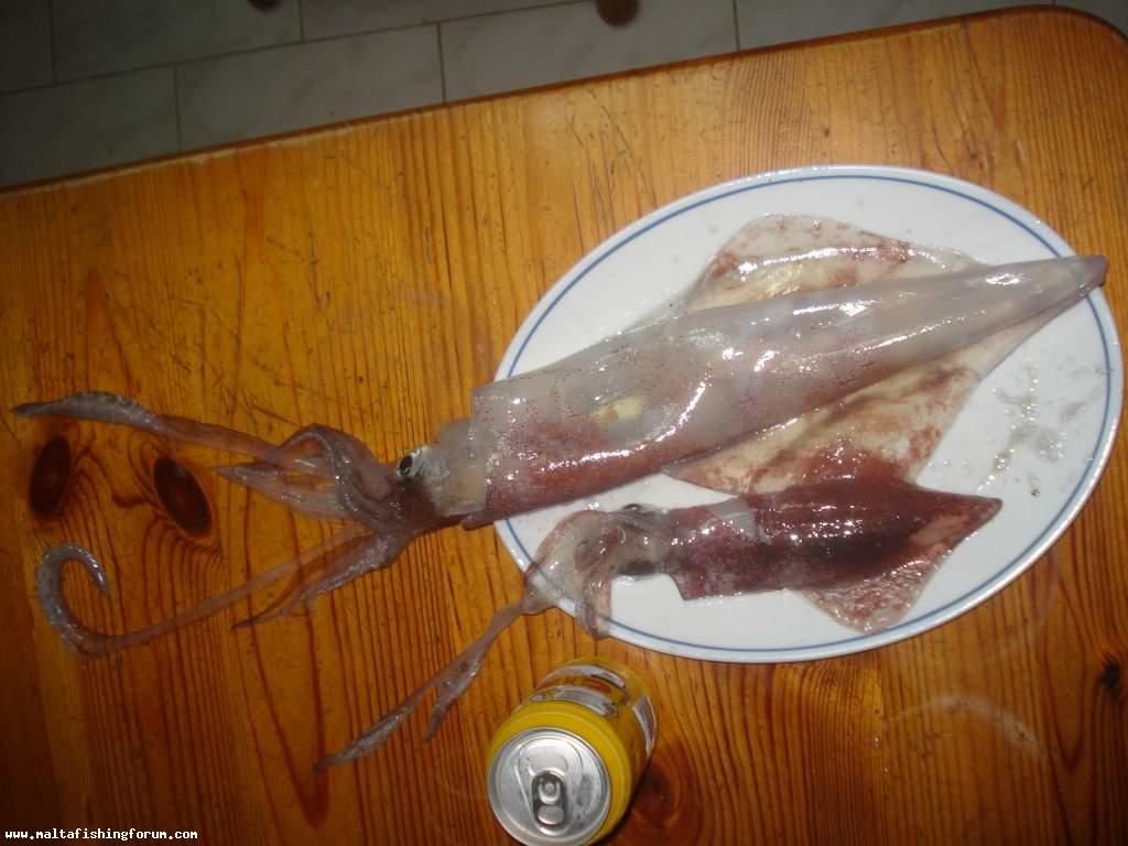 900g approx. Squid