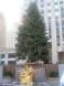 Rockerfeller Christmas Tree 2009