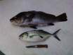 Gurbell ta 2.3Kg u Sawrella ta kwazi kg - Last Saturday