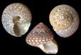 Gibbula nivosa