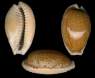 Erosaria spurca