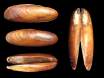 Lithophaga lithophaga