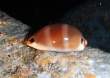 Luria lurida