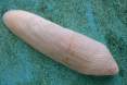 Pholas dactylus