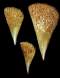 Pinna nobilis