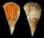 Pinna rudis
