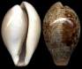 Schilderia achatidea