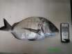 Nice Sea Bream