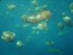 Alien  invasion today 7 10 09