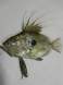 John Dory (San Pietru)