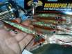 Big Game Fishing
