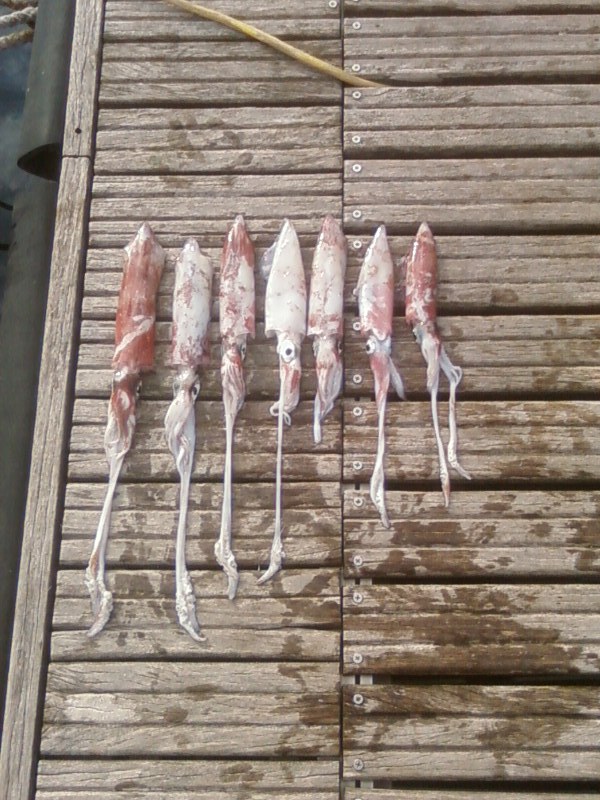 Squids caught on 25/10/08