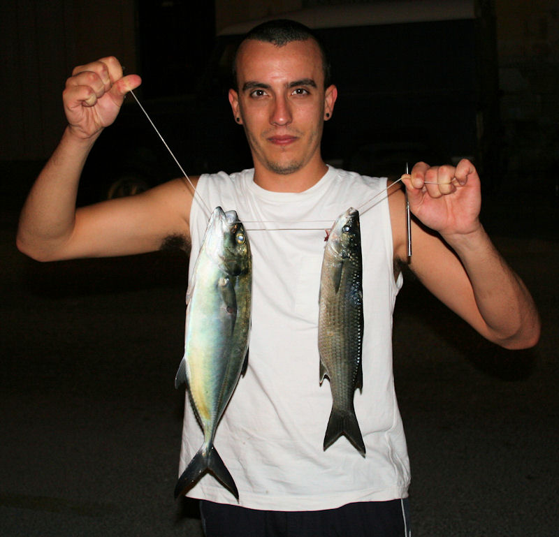 Mediterranean Trevally & Thicklipped Grey Mullet