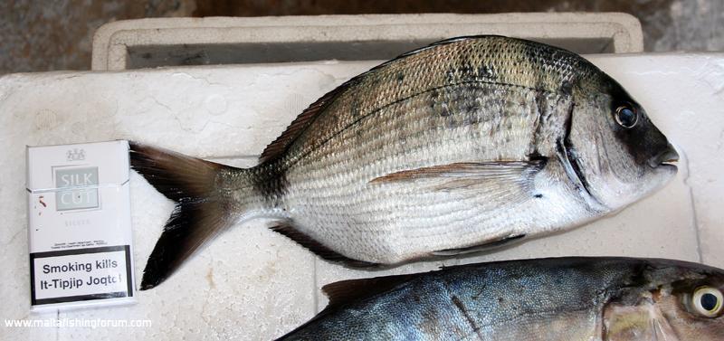 Nice Sized Seabream