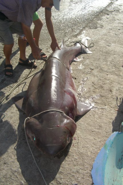 Shark Caught In Malta 1 of 2