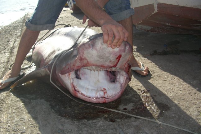 Shark Caught In Malta 2 of 2