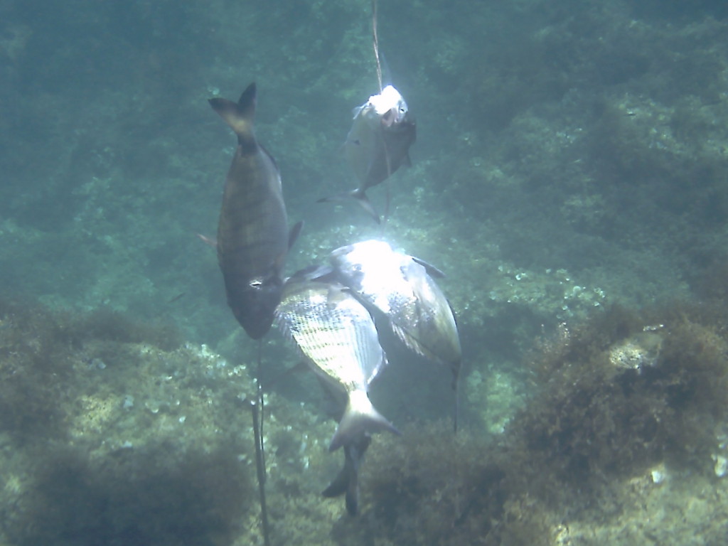 The Same Catch underwater view