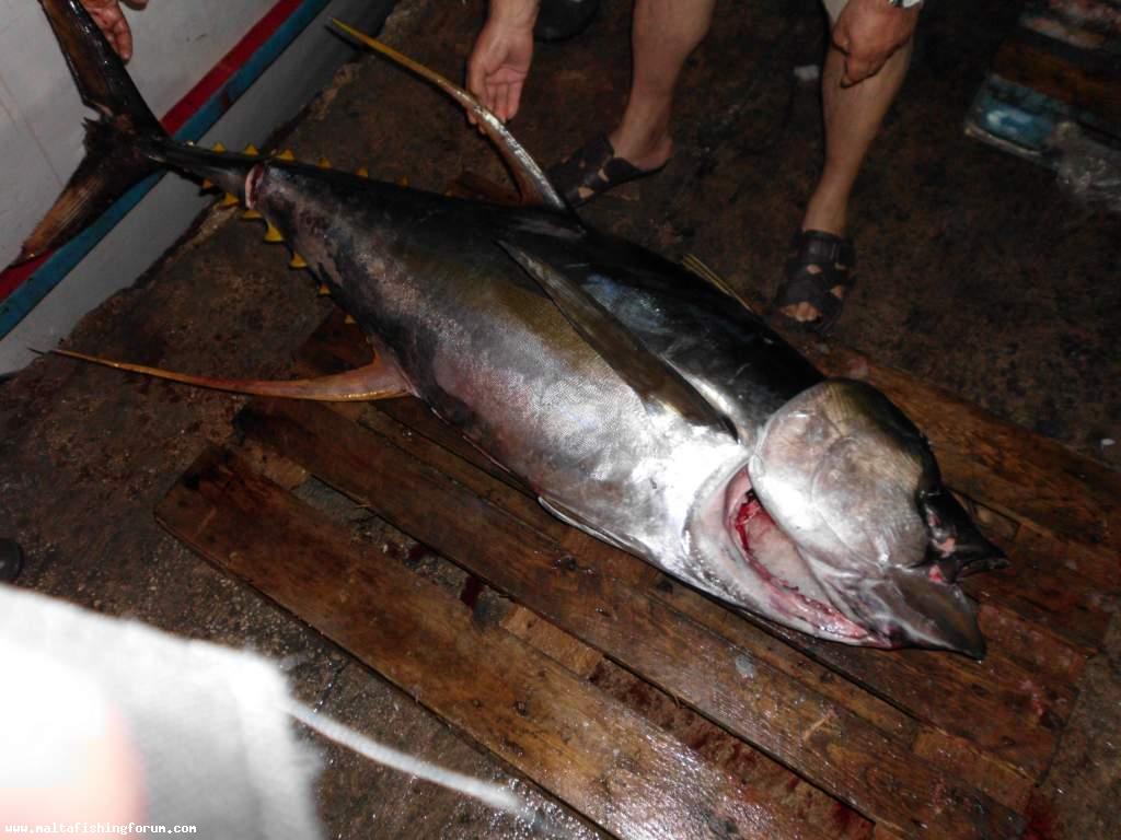 Yellowfin Tuna