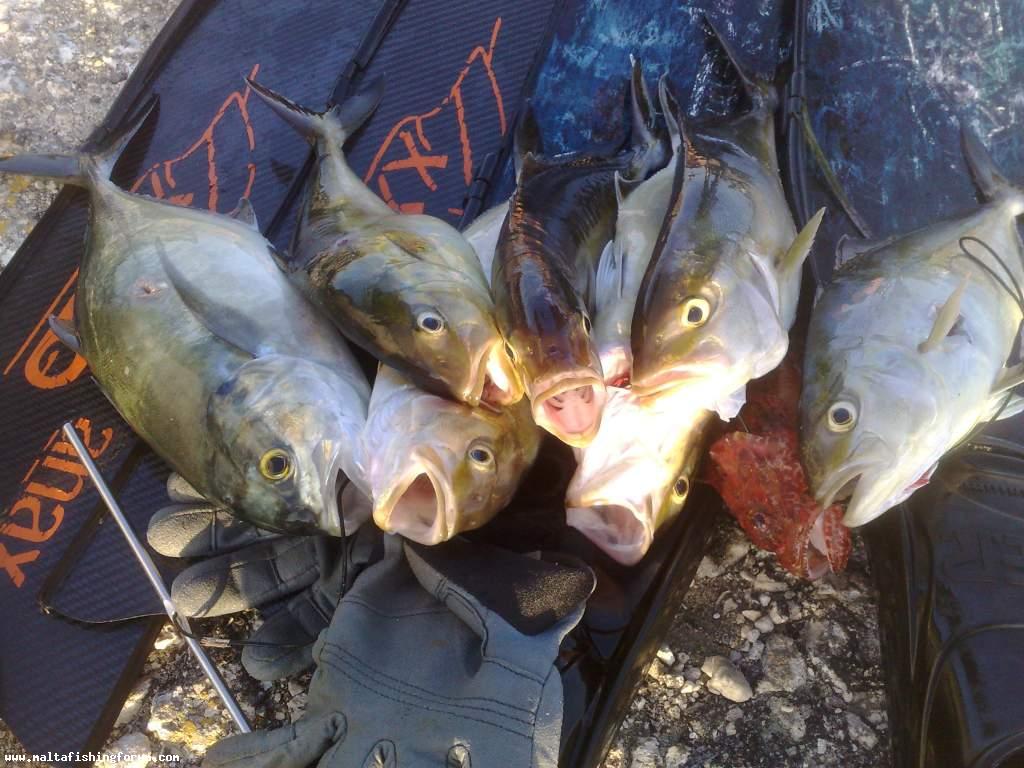 november brings fish