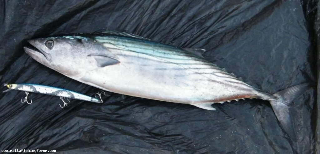 Bonito (Plamtu) 1.8Kg