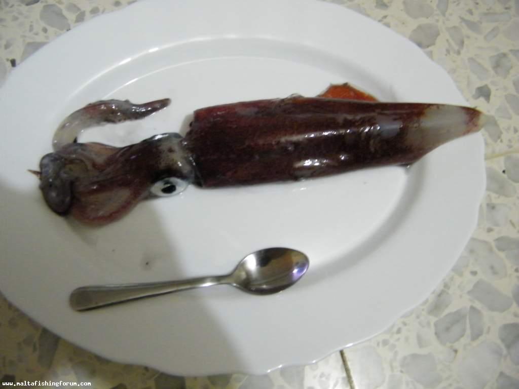 Klamar / Squid