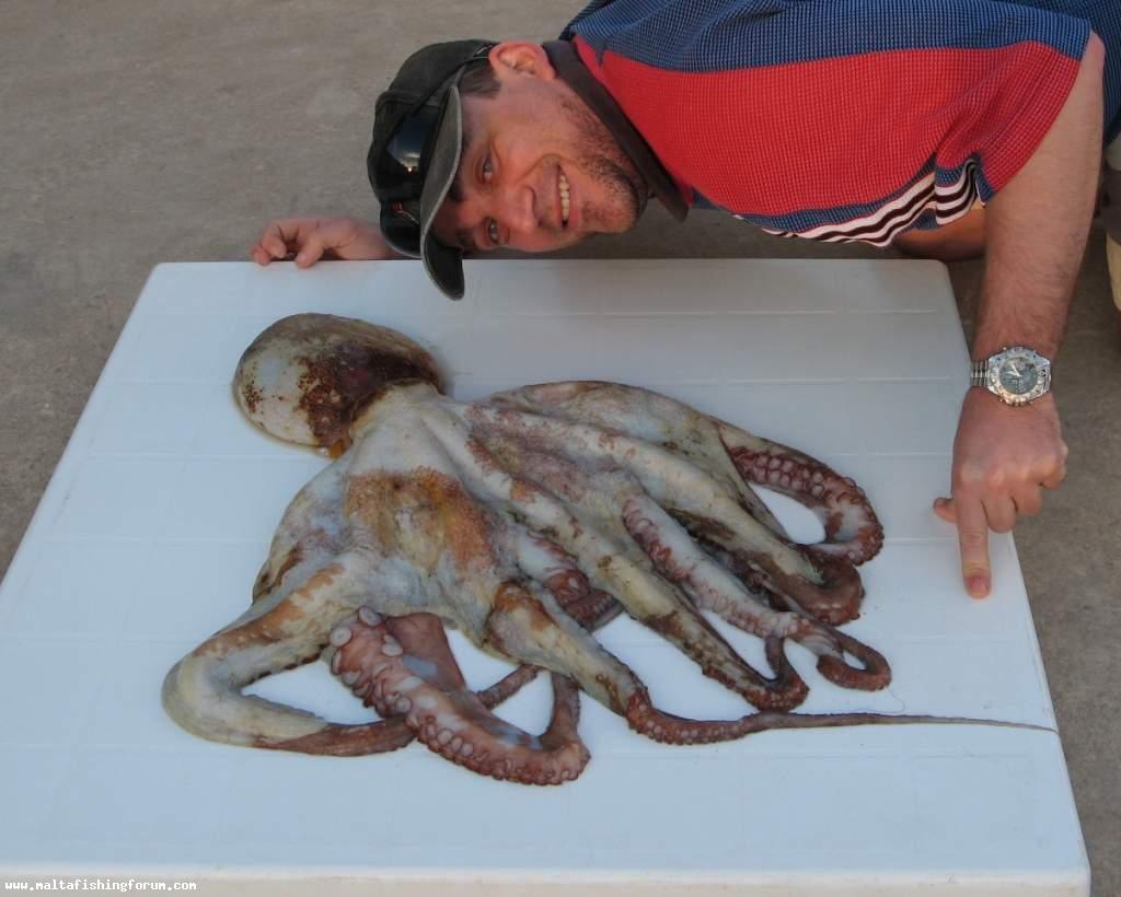 4Kg300 Octo.