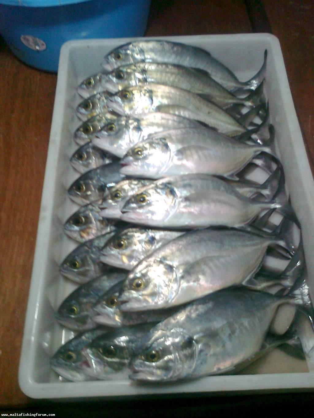 Sawrell caught this evening in 1.5 hours on very light trolling gear :)