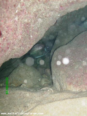 Catch and release for spearos.