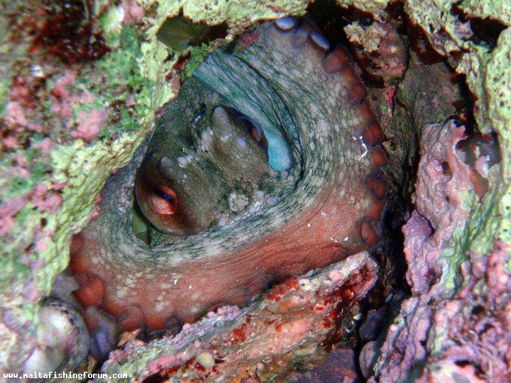 small octopus in its 'bejta'