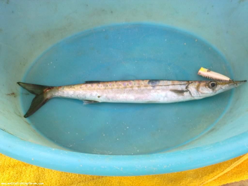 Malta Fishing Forum - Barracuda