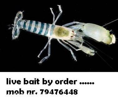 live bait - by order ckal @ 0.10eur each