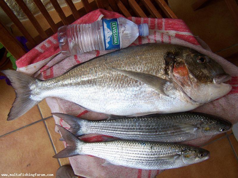 gilthead and mullets from Birzebbuga