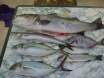 Rest Of the Catch