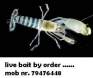 live bait - by order ckal @ 0.10eur each