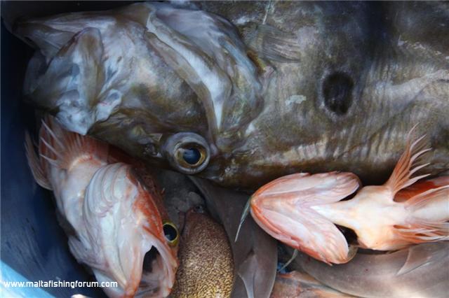 Ciapullaz u Pesce San Pietro