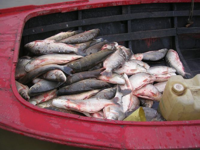 fishing in argentina