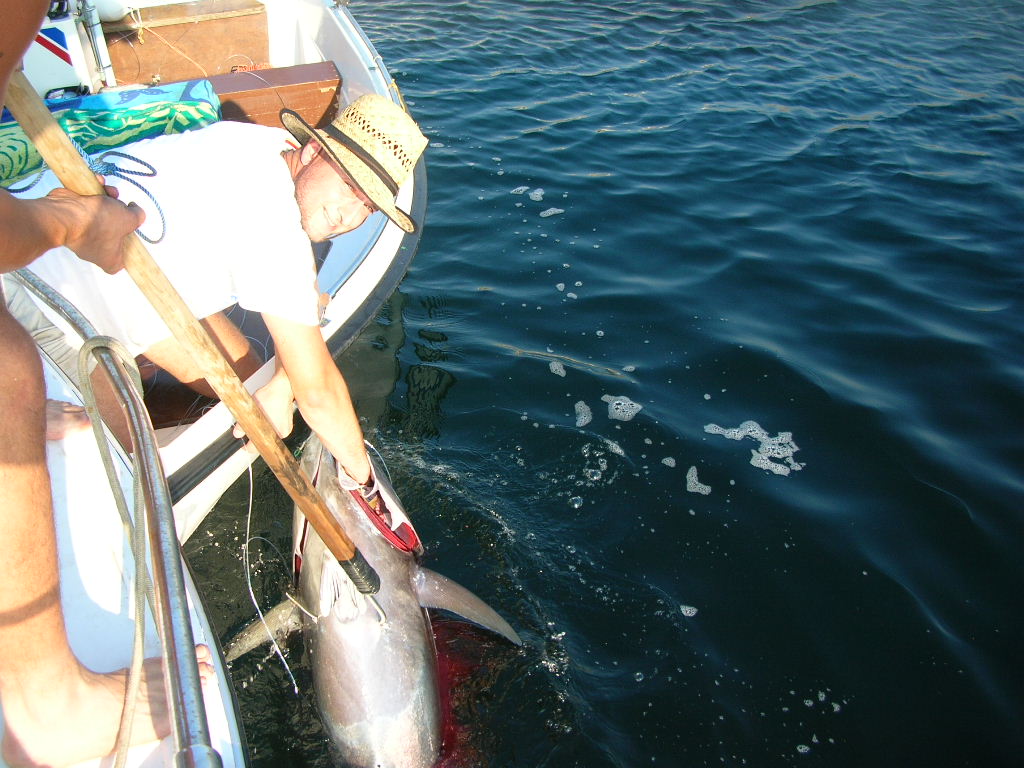 50 kilo tuna