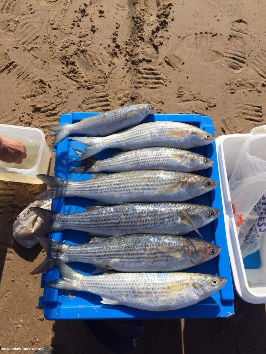 Golden grey mullet