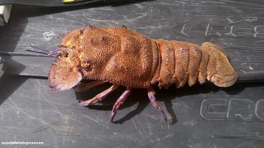 xkall (Scyllarides latus - Mediterranean slipper lobster)