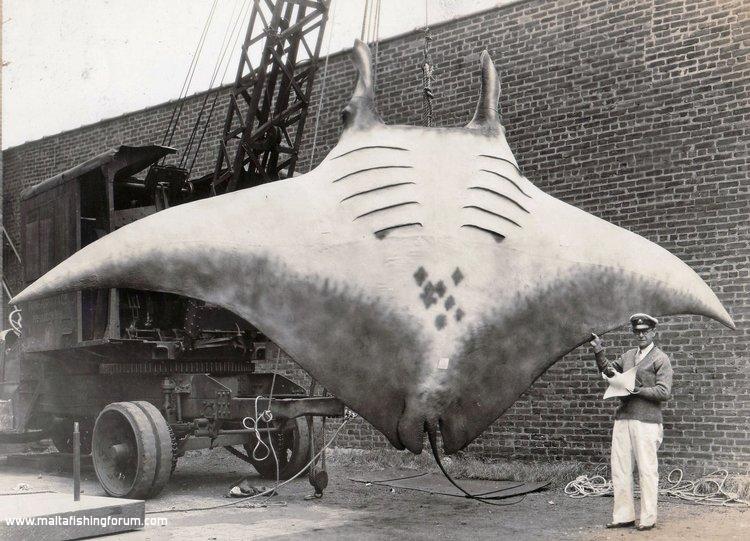 Great Manta Captured 1933