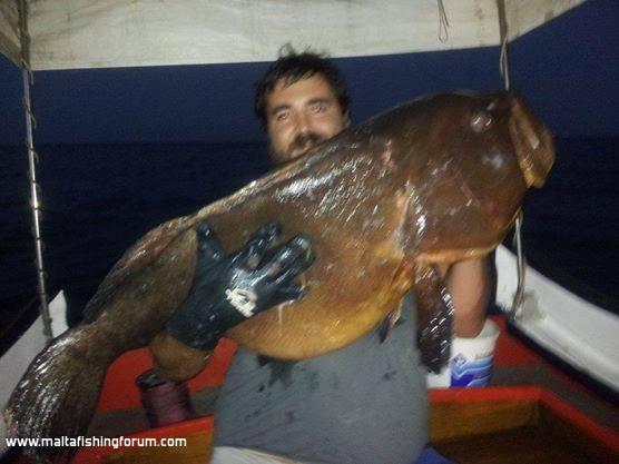 grouper 25kg