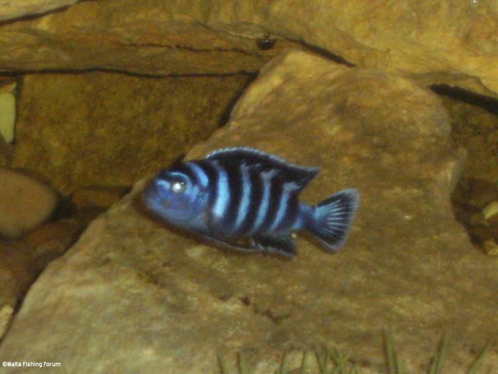 Malawi chichlids