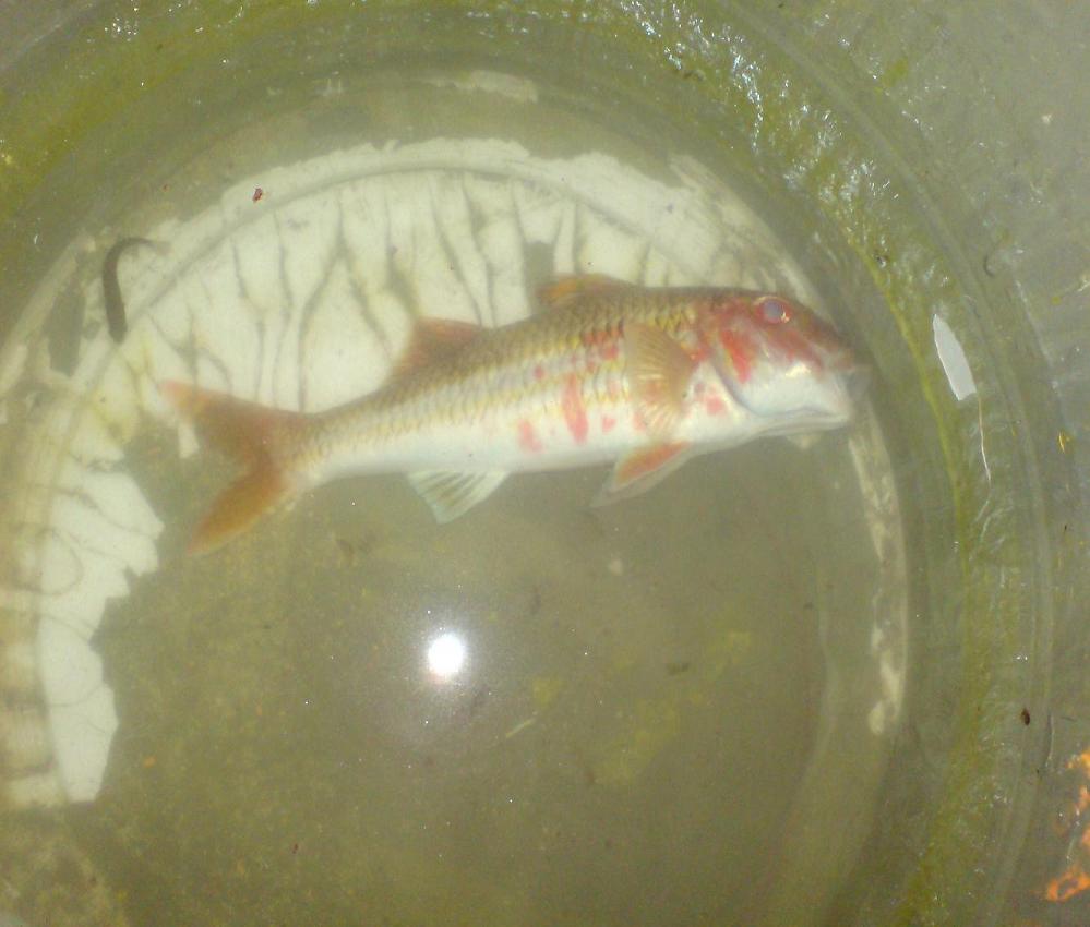 trilja