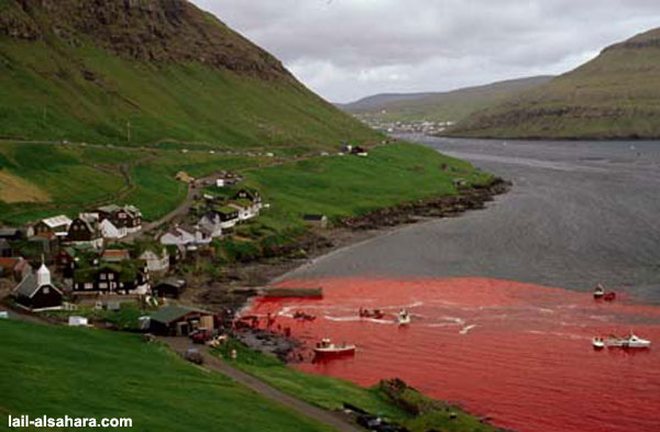 Denmark whale slaughter