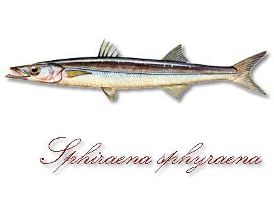 English - mediterranean barracuda. Maltese - Lizz.