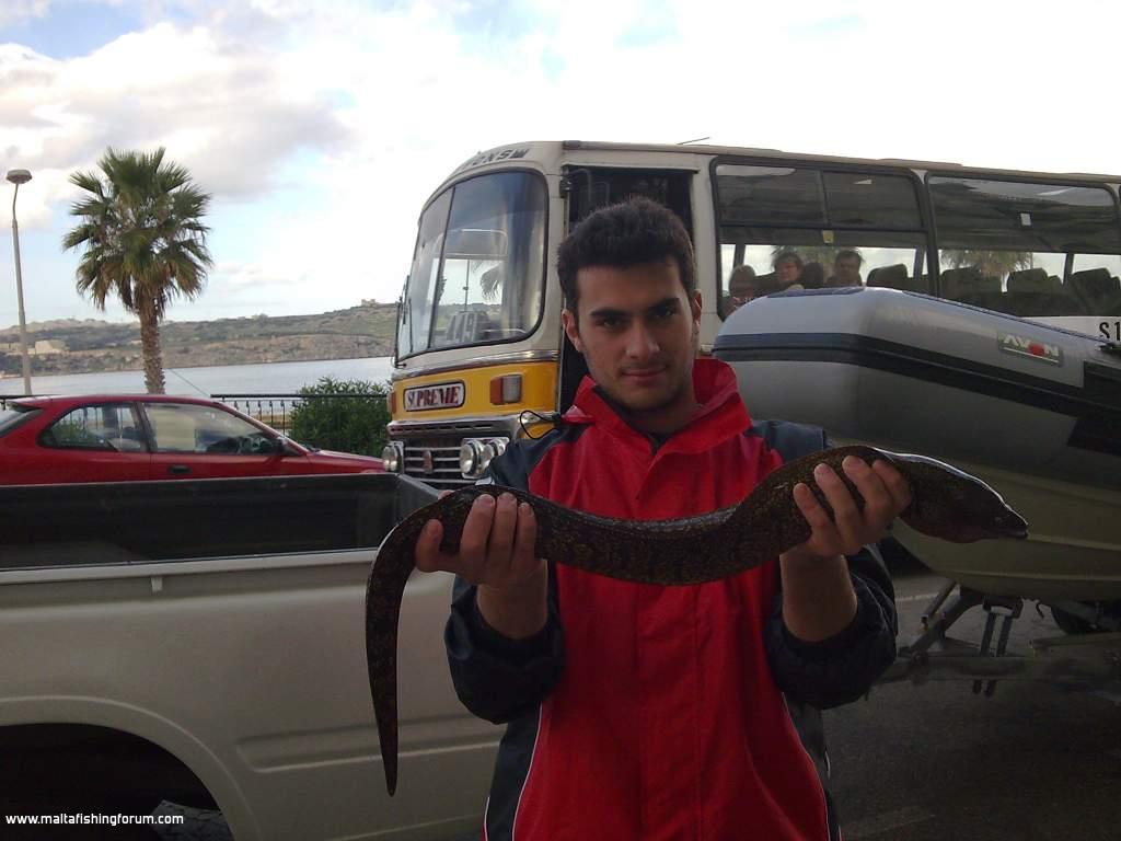 2.2kg Moray Eel