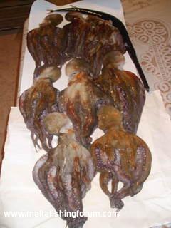 6kg octopus