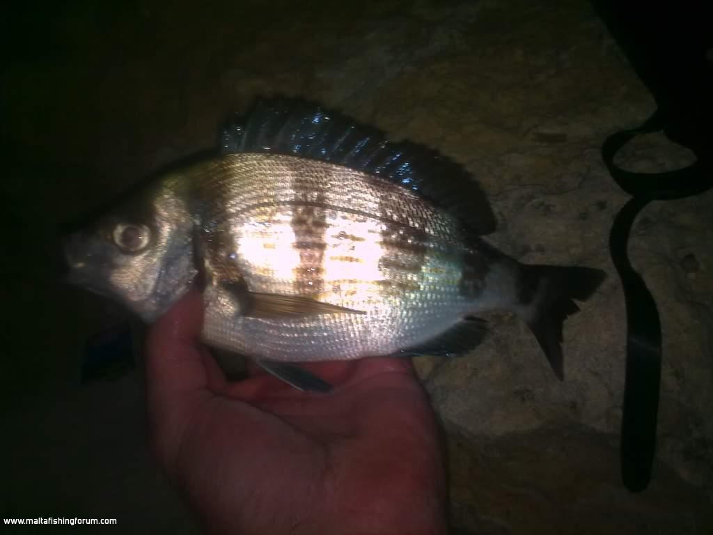 tenuwta